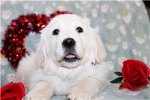 Blaine - English Golden Retriever for sale