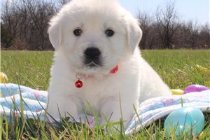 Isaac - English Golden Retriever for sale