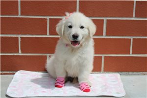 Isabella - English Golden Retriever for sale