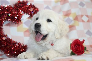 Bailey - puppy for sale