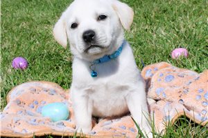 Banjo - Goldador for sale