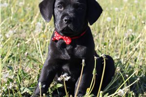 Beau - Goldador for sale