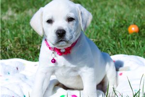 Basha - Goldador for sale