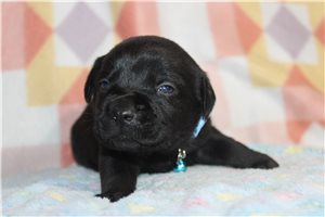 Beau - Goldador for sale