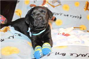 Ashby - Labrador Retriever for sale