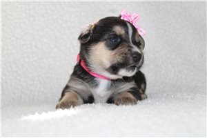 Daylin - puppy for sale