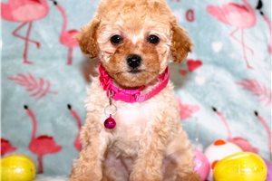 Libby - Toy Poodle for sale