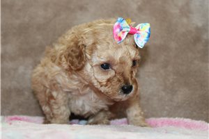 Libby - Poodle, Toy for sale