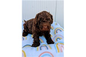 Connery - Bernedoodle, Mini for sale
