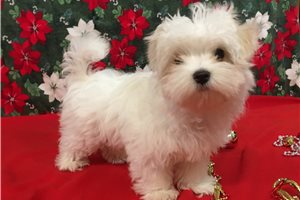 Chester - Maltese for sale