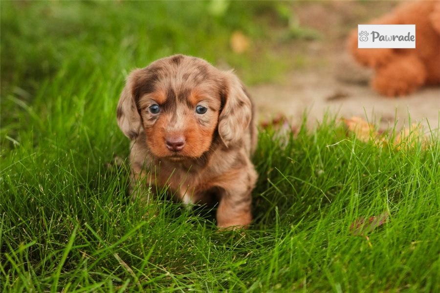 Rolly, male Tweenie Dachshund puppy for sale