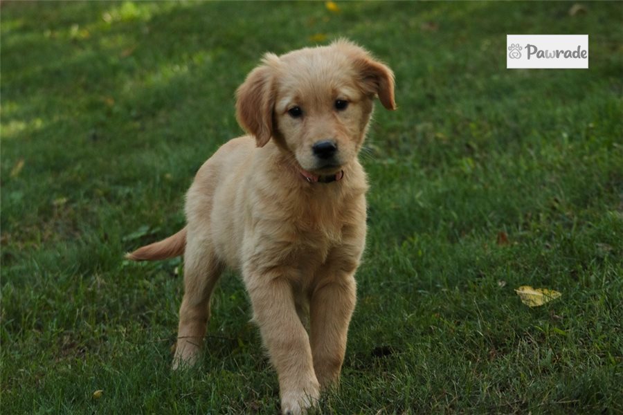 Nicolette - Golden Retriever for sale