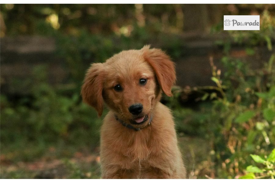 Nadine - Golden Retriever for sale