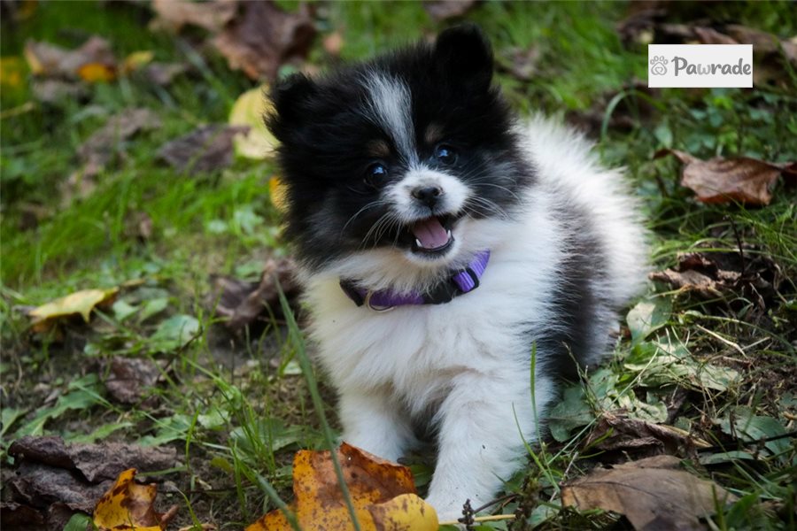 Mikayla - Pomeranian for sale