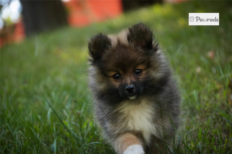 Misha - Pomeranian for sale