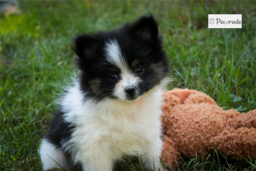 Maria - Pomeranian for sale