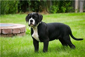 Chuck - puppy for sale