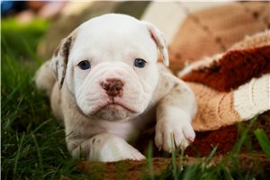 Christie - puppy for sale