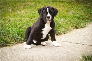 Clifton - puppy for sale
