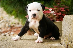 Chopper - Alapaha Blue Blood Bulldog for sale
