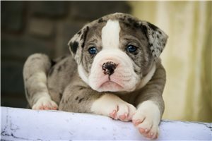 Chris - puppy for sale
