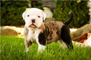 Chip - puppy for sale