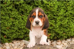 Cyrus - Basset Hound for sale