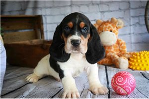 Zachary - puppy for sale