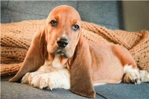 Stevie - Basset Hound for sale
