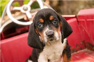 Cody - Basset Hound for sale