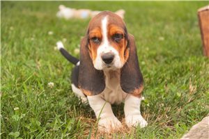 Cyrus - Basset Hound for sale