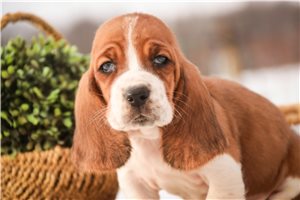 Scottie - Basset Hound for sale