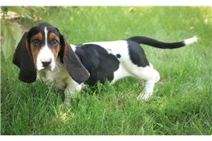 Carissa - Basset Hound for sale