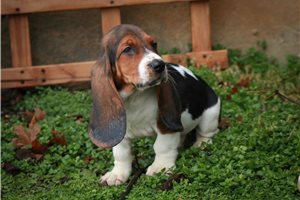 Lincoln - Basset Hound for sale