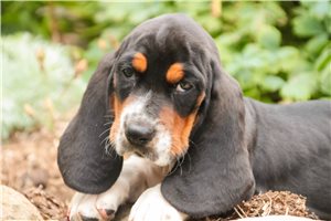 Cody - Basset Hound for sale