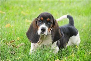 Chrissy - Basset Hound for sale