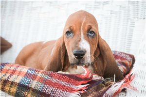 Simon - Basset Hound for sale