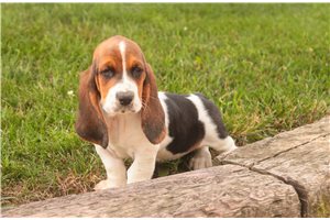 Colleen - Basset Hound for sale