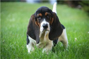 Chrissy - Basset Hound for sale