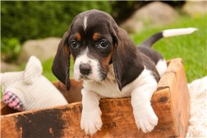 Chrissy - Basset Hound for sale