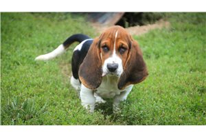 Colleen - Basset Hound for sale