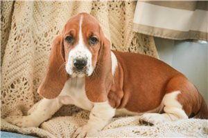 Serena - Basset Hound for sale