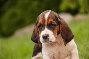 Colleen - Basset Hound for sale