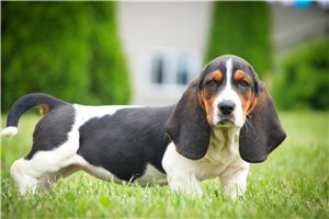 Carissa - Basset Hound for sale