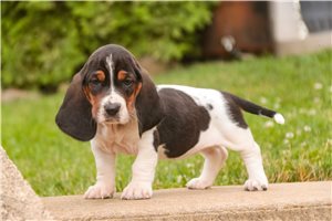Carissa - Basset Hound for sale