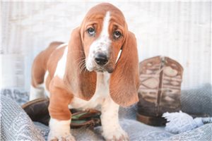 Sevyn - Basset Hound for sale