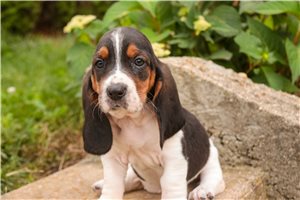 Carissa - Basset Hound for sale