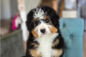 Hazel - Bernedoodle for sale