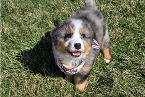 Henry - puppy for sale