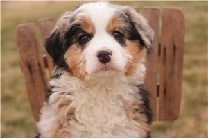 Hannah - puppy for sale